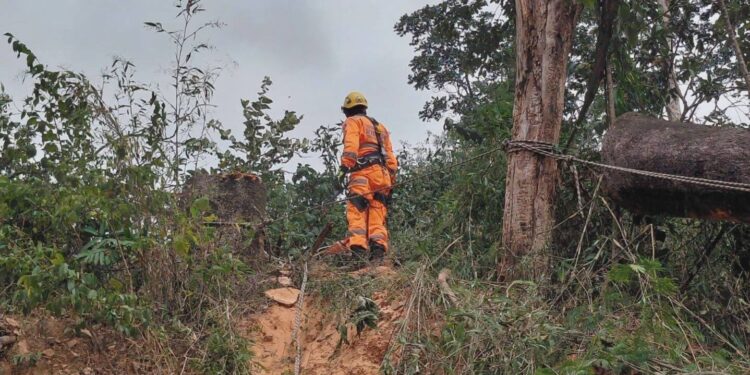 Homem morre atingido por árvore ao fazer corte da planta em loteamento na Grande BH