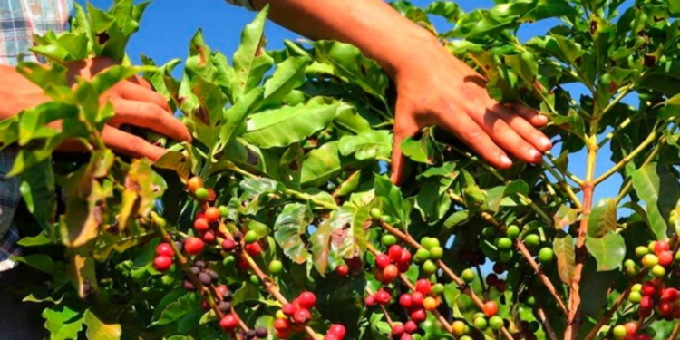 Produtor rural sustenta a força cafeeira de Patrocínio