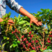 Produtor rural sustenta a força cafeeira de Patrocínio